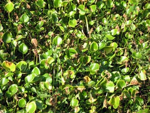 the angry red planet image month