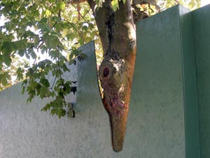 the angry red planet image month